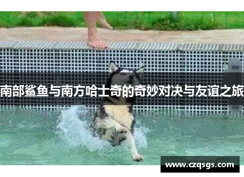 南部鲨鱼与南方哈士奇的奇妙对决与友谊之旅